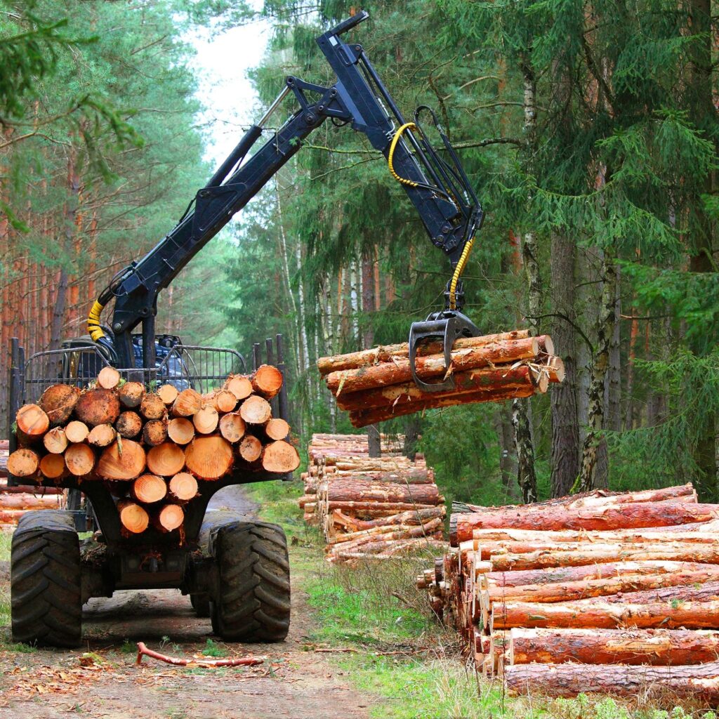 Thu hoạch gỗ tròn