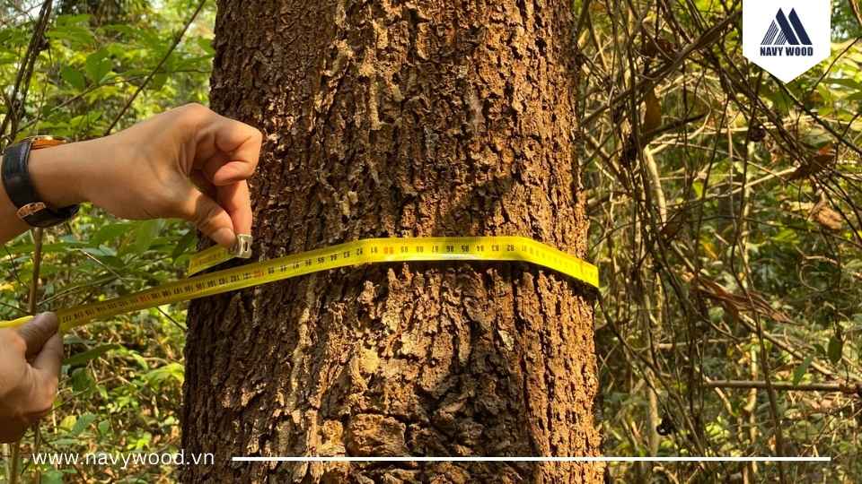 Lựa chọn và thu hoạch gỗ 