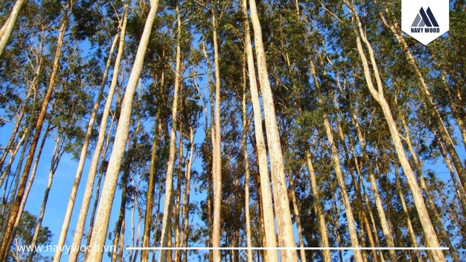 Bước 1: Thu hoạch gỗ tròn